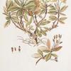 Rhododendron chrysanthum; P’ianishnik chernogriv