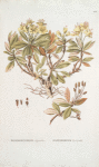 Rhododendron chrysanthum; P’ianishnik chernogriv