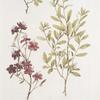 Rhododendron dauuricum; P’ianishnik borovoi ili bagul’nik [Labrador tea]
