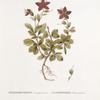Rhododendron kamtschaticum; P’ianishnik kamchatskoi