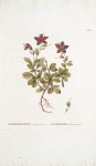 Rhododendron kamtschaticum; P’ianishnik kamchatskoi