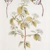 Cornus alba;  Kurosliepnik sibirskoi