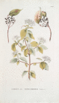Cornus alba;  Kurosliepnik sibirskoi