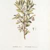 Daphne altaica;  Iagodki altaiskiia [Altai berries]
