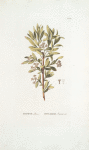 Daphne altaica;  Iagodki altaiskiia [Altai berries]
