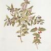 Lonicera tatarica; Zhimolost’ tatarskaia  [Tartar honeysuckle]