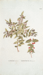 Lonicera tatarica; Zhimolost’ tatarskaia  [Tartar honeysuckle]