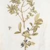 Lonicera altaica; Zhimolost’ slivoshnoi  [Creamy honeysuckle]