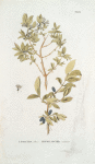 Lonicera altaica; Zhimolost’ slivoshnoi  [Creamy honeysuckle]