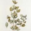 Lonicera dauurica; Zhimolost’ mongol’skoi  [Mongolian honeysuckle]