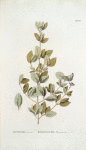 Lonicera dauurica; Zhimolost’ mongol’skoi  [Mongolian honeysuckle]
