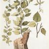 Betula dauurica;  Bereza chernaia  [Black birch]