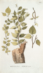 Betula dauurica;  Bereza chernaia  [Black birch]