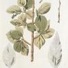 Populus balsamifera;  Osokor’ dushistaia