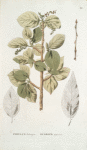 Populus balsamifera;  Osokor’ dushistaia