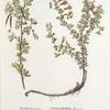 Robinia frutex; Gorokhovnik zheleznik