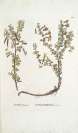 Robinia frutex; Gorokhovnik zheleznik