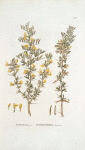 Robinia ferox; Gorokhovnik kharagana