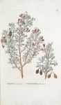 Robinia halodendron; Gorokhovnik zhidovnik