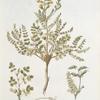 Cytisus pinnatus;  Rakitnik volskoi