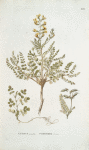 Cytisus pinnatus;  Rakitnik volskoi