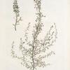 Lycium tataricum;  Tkenna bielolozaia