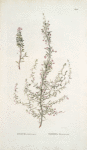 Lycium tataricum;  Tkenna bielolozaia