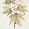 Platanus orientalis;     Chinar   [Plane]