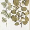 Morus tatarica;  Shelkovitsa ili Tut   [Mulberry]