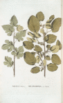 Morus tatarica;  Shelkovitsa ili Tut   [Mulberry]