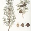 Cupressus sempervirens;   Kiparis   [Cypress]