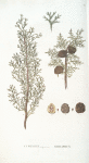 Cupressus sempervirens;   Kiparis   [Cypress]