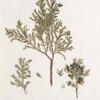 Juniperus communis;   Mozhzhevel’nik obyknovennyi   [Juniper common]