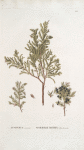 Juniperus communis;   Mozhzhevel’nik obyknovennyi   [Juniper common]
