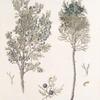 Juniperus 1. Lycia; 2. Sabina;    Mozhzhevel’nik 1. Kamennoi; 2. Kazatskoi  [Juniper 1.Stony; 2. Cossack]