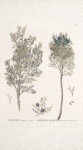 Juniperus 1. Lycia; 2. Sabina;    Mozhzhevel’nik 1. Kamennoi; 2. Kazatskoi  [Juniper 1.Stony; 2. Cossack]