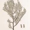 Juniperus phoenica;    Mozhzhevel’nik gorskoi   [Juniper mountain]