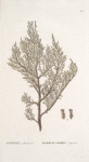 Juniperus phoenica;    Mozhzhevel’nik gorskoi   [Juniper mountain]