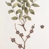 Rhamnus paliuroides;   Tegenek zvezdoobraznoi   [Tegenek star-shaped]