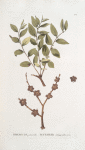 Rhamnus paliuroides;   Tegenek zvezdoobraznoi   [Tegenek star-shaped]
