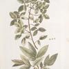 Rhamnus Carpinifolius;   Selkva Imeretinskaia   [Selkva Imerety]