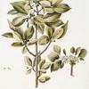 Rhamnus catharticus, var. Sibirica;   Zhest’ sibirskoi   [Zhest siberian]