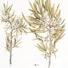 Rhamnus Erithroxylon;   Zhest’ Iashil
