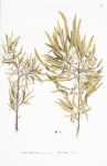 Rhamnus Erithroxylon;   Zhest’ Iashil