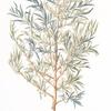 Rhamnus lycioicus;   Zhest’ talovoi   [Zhest melted]