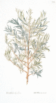 Rhamnus lycioicus;   Zhest’ talovoi   [Zhest melted]