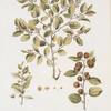 Rhamnus Paliurus;   Tegenek ili Derkhiderevo (in the text Derzhi derevo)