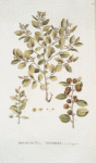 Rhamnus Paliurus;   Tegenek ili Derkhiderevo (in the text Derzhi derevo)