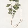 Ribes procumbens;   Smorodina mokhovaia [Currant bush, mossy]