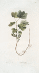 Ribes procumbens;   Smorodina mokhovaia [Currant bush, mossy]
